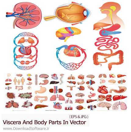 دانلود تصاویر وکتور امعاء و احشای بدن انسان، کبد، کلیه، قلب، ریه و ... - Viscera And Body Parts In Vector From Stock