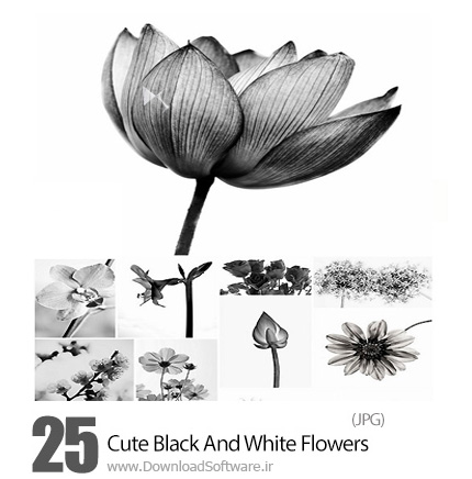 دانلود تصاویر با کیفیت گل های متنوع سیاه و سفید - Cute Black And White Flowers