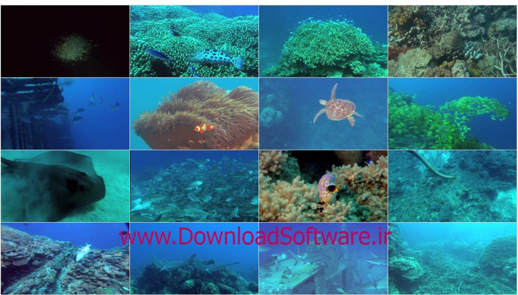 ocean_wonderland_2003